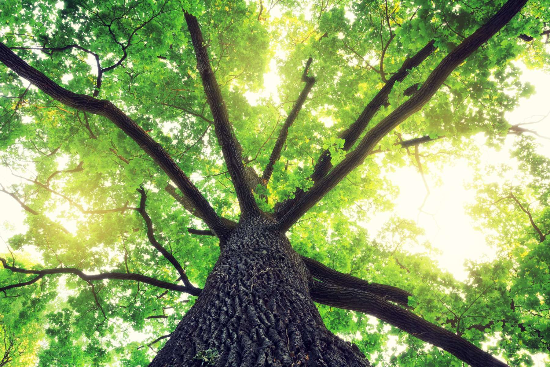 Chêne monumental en forêt française — arbre sacré des druides celtes, support du gui rituel récolté à la serpe d'or le sixième jour lunaire selon Pline l'Ancien, symbole de la rencontre entre force terrestre et grâce céleste
